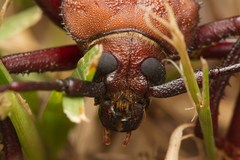 Agrianome spinicollis