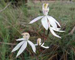 Caladenia gracilis