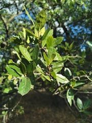 Quercus eduardii