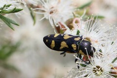 Castiarina decemmaculata