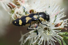 Castiarina decemmaculata