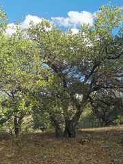Quercus eduardii