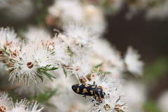 Castiarina decemmaculata
