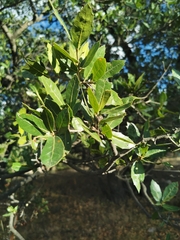 Quercus eduardii