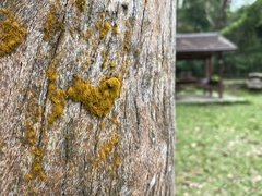 Chrysothrix xanthina