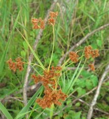 Scirpus lushanensis