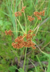 Scirpus lushanensis