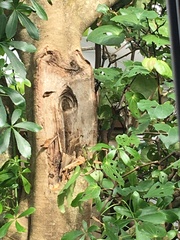 Pseudopanax lessonii