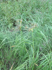 Scirpus radicans