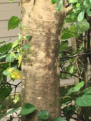 Pseudopanax lessonii