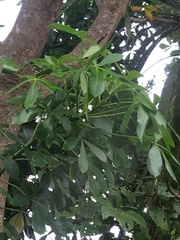 Pseudopanax lessonii