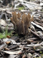 Clavulina vinaceocervina