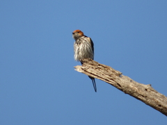 Cecropis abyssinica