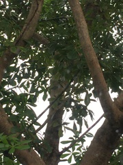 Pseudopanax lessonii