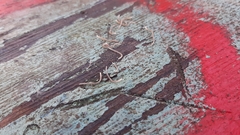 Blaniulus guttulatus