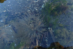 Anthopleura artemisia