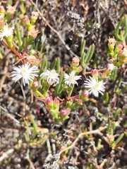 Ruschia multiflora