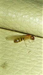 Colobopsis macrocephala