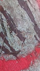 Blaniulus guttulatus