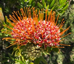 Leucospermum × hybridum