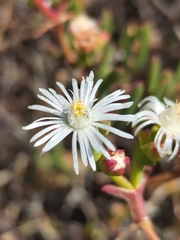 Ruschia multiflora