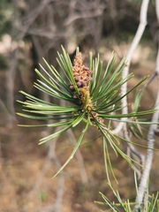 Pinus cembroides bicolor