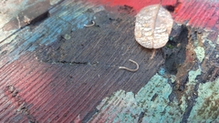 Blaniulus guttulatus