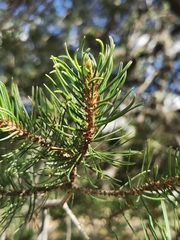Pinus cembroides bicolor