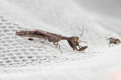 Mantispidae
