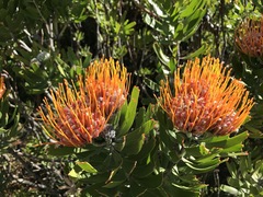 Leucospermum × hybridum