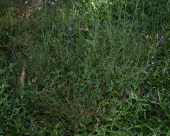 Basilicum polystachyon