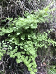 Adiantum jordanii