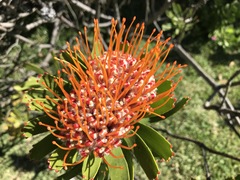 Leucospermum × hybridum