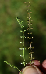 Basilicum polystachyon