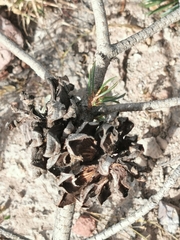 Pinus cembroides bicolor