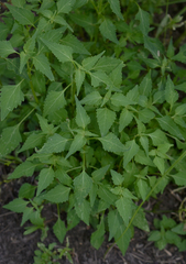 Basilicum polystachyon