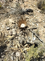 Berkheya armata