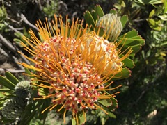 Leucospermum × hybridum