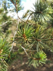 Pinus cembroides bicolor