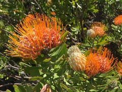 Leucospermum × hybridum