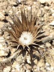 Berkheya armata
