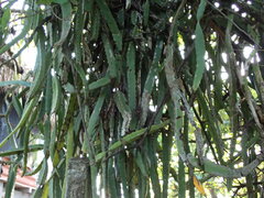 Hylocereeae