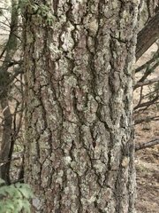 Pinus cembroides bicolor