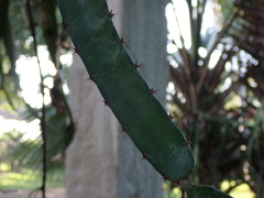 Hylocereeae