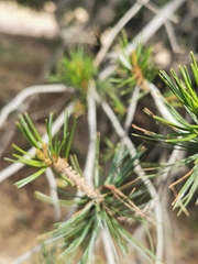 Pinus cembroides bicolor