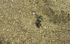 Creophilus maxillosus