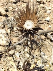 Berkheya armata