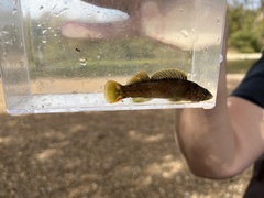 Etheostoma microlepidum