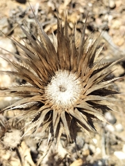 Berkheya armata