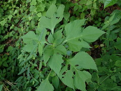 Tithonia diversifolia
